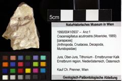 Foto (Objket + Etiketten) von Cracensigillatus acutirostris (Moericke, 1889) 